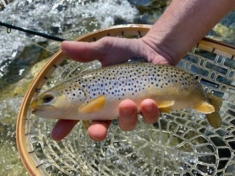 Brown trout in Woodfin