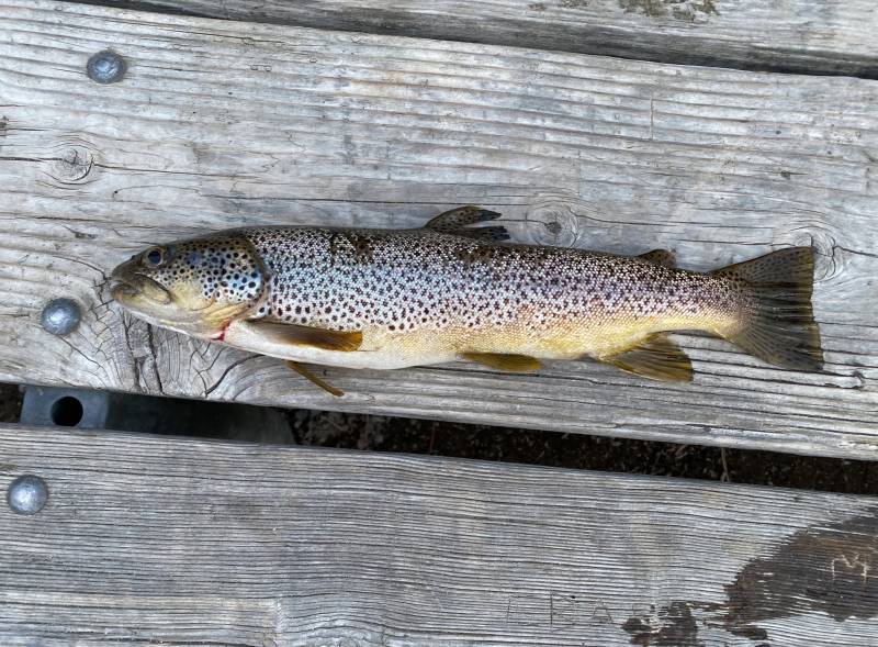 Brown trout in Oregon