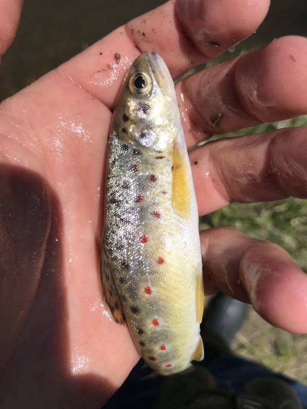 Brown trout in Helena