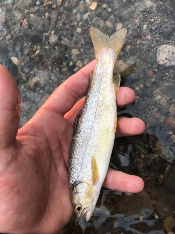 Brown trout in Madison River