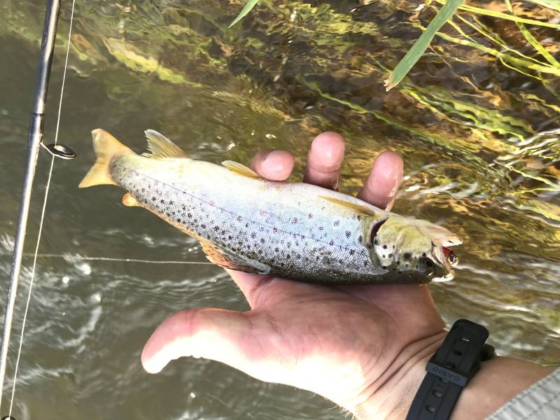 Brown trout in Madison River