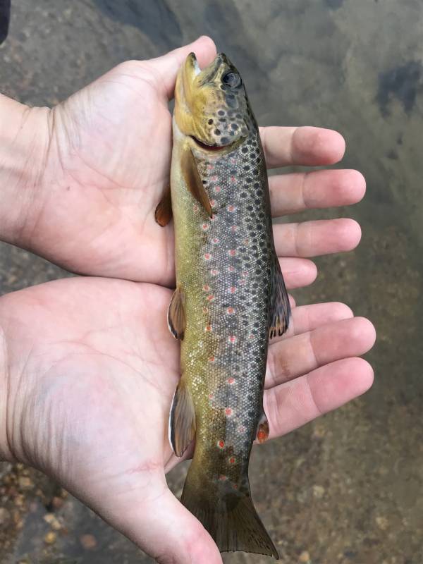 Brown trout in Estes Park