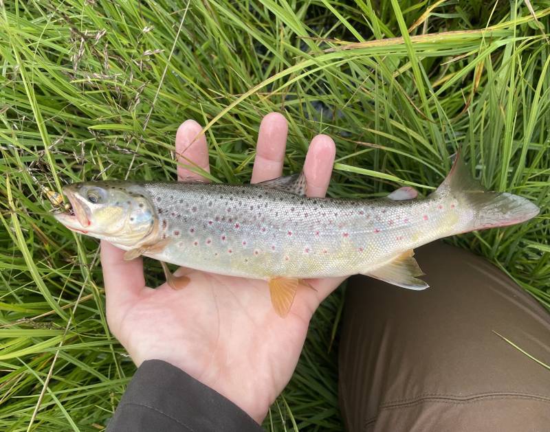 Brown trout in Colorado