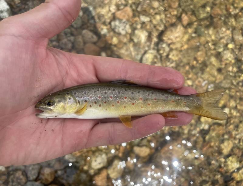 Brown trout in Pinedale