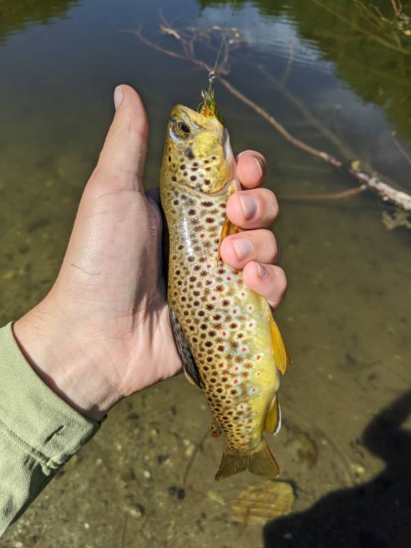 Brown trout in Village of Stillwater