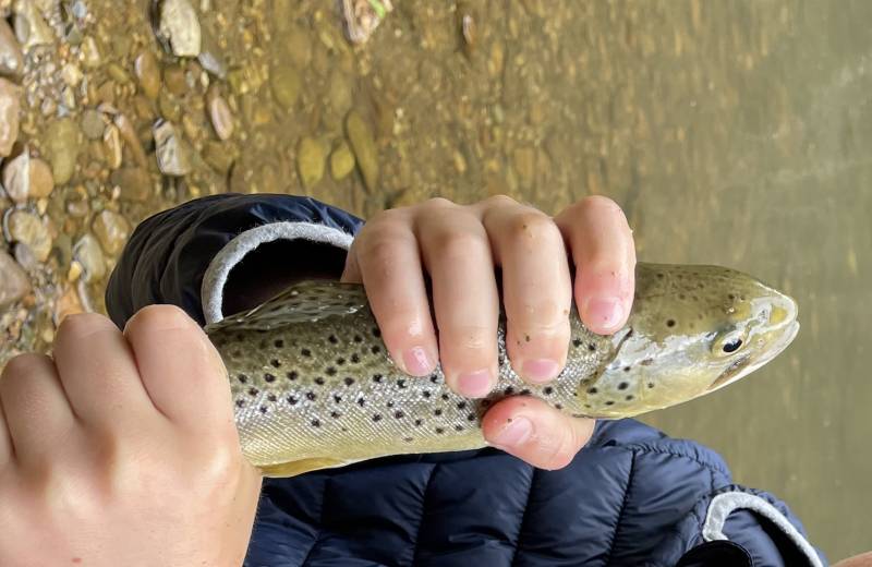 Brown trout in Blowing Rock