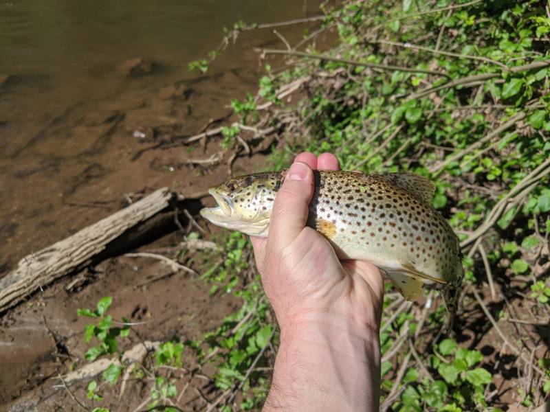 Brown trout in Littlestown