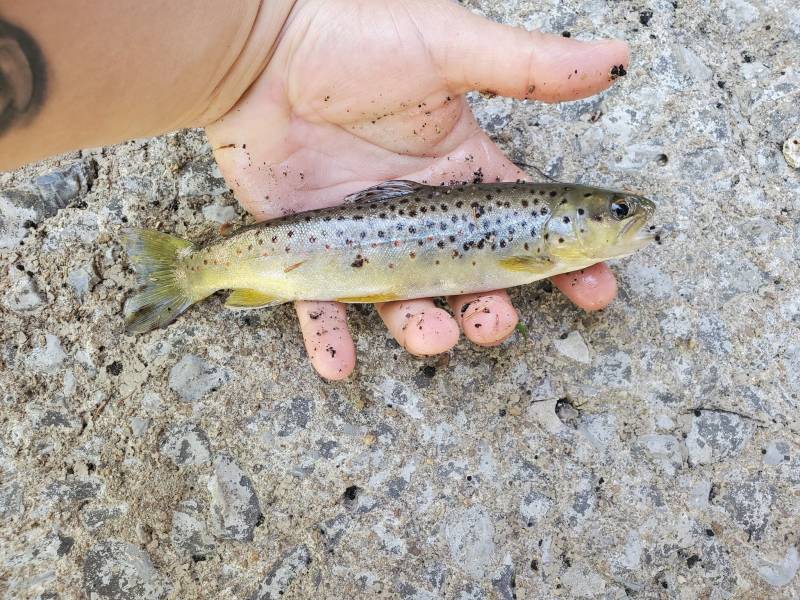 Brown trout in Tennessee