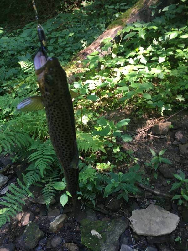 Brown trout in Sewickley