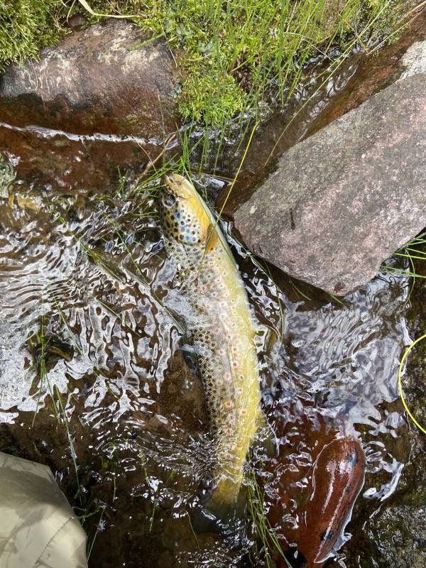 Brown trout in Minturn
