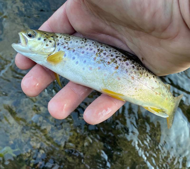 Brown trout in Missoula