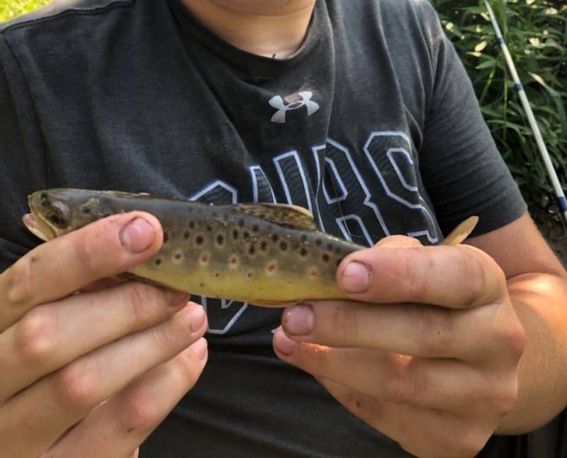 Brown trout in Iowa
