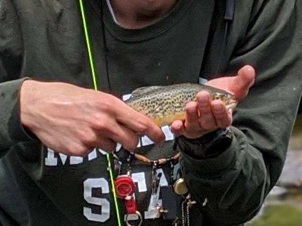 Brown trout in Estes Park