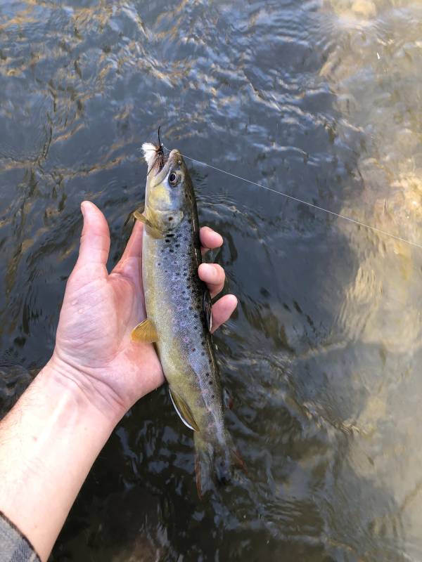 Brown trout in Eagle Nest