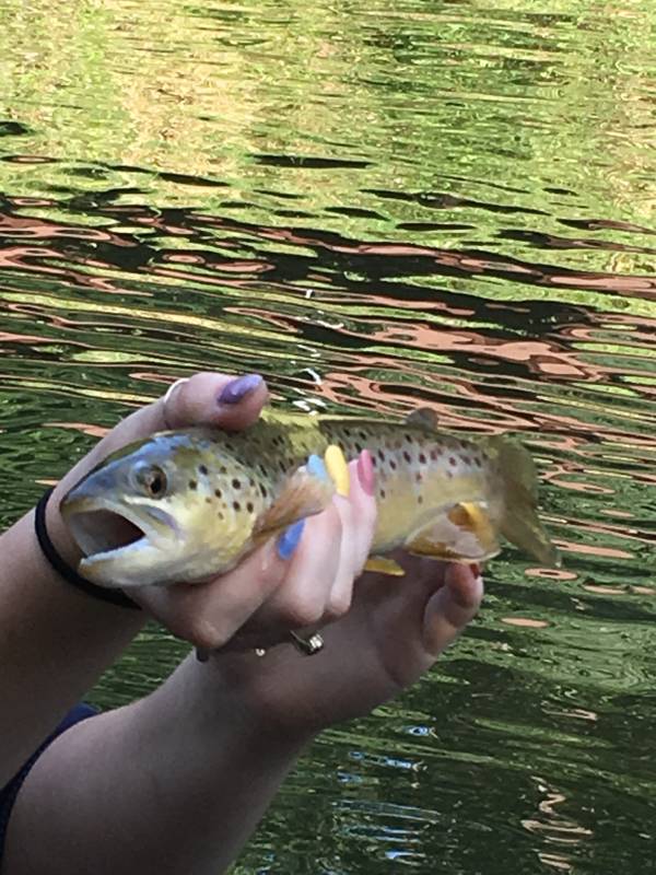 Brown trout in Blowing Rock