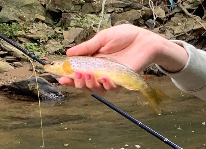 Brown trout in Hudson