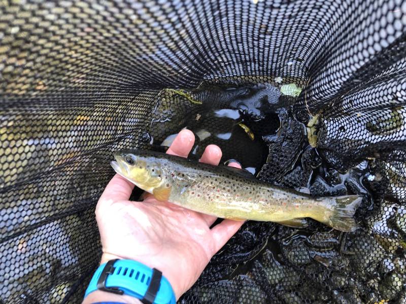 Brown trout in Village of Dryden