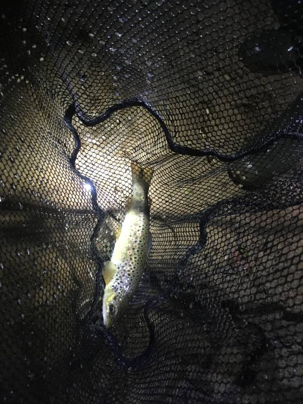 Brown trout in Tennessee