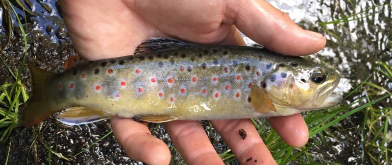 Brown trout in West Bishop
