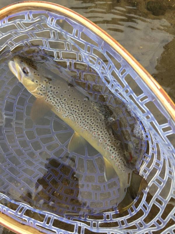 Brown trout in Cottage Grove