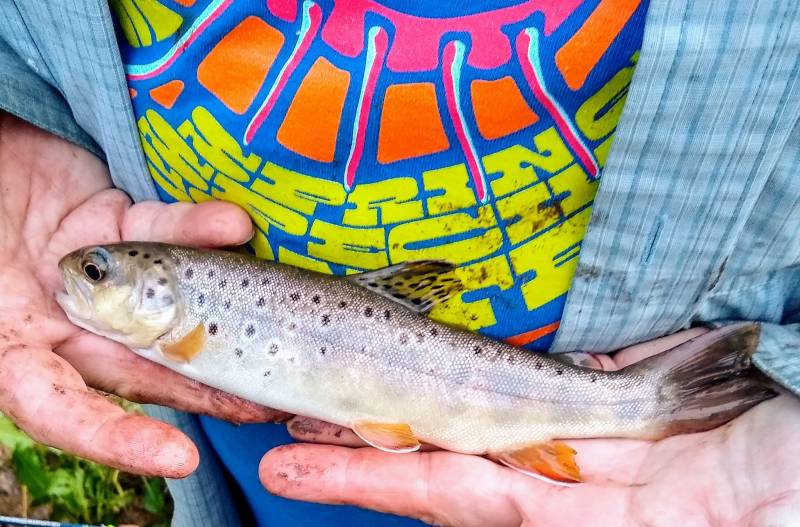 Brown trout in Wisconsin