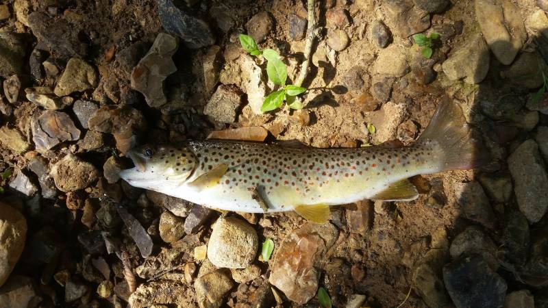 Brown trout in Tennessee