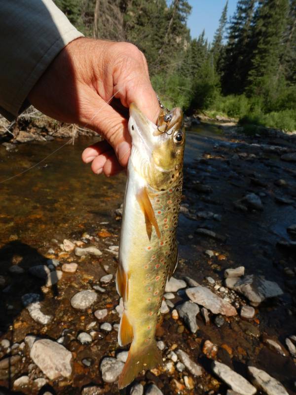 Brown trout in South Fork