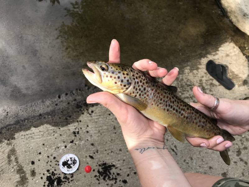 Brown trout in Arlington