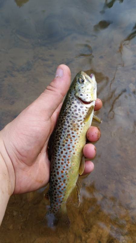 Brown trout in Tennessee