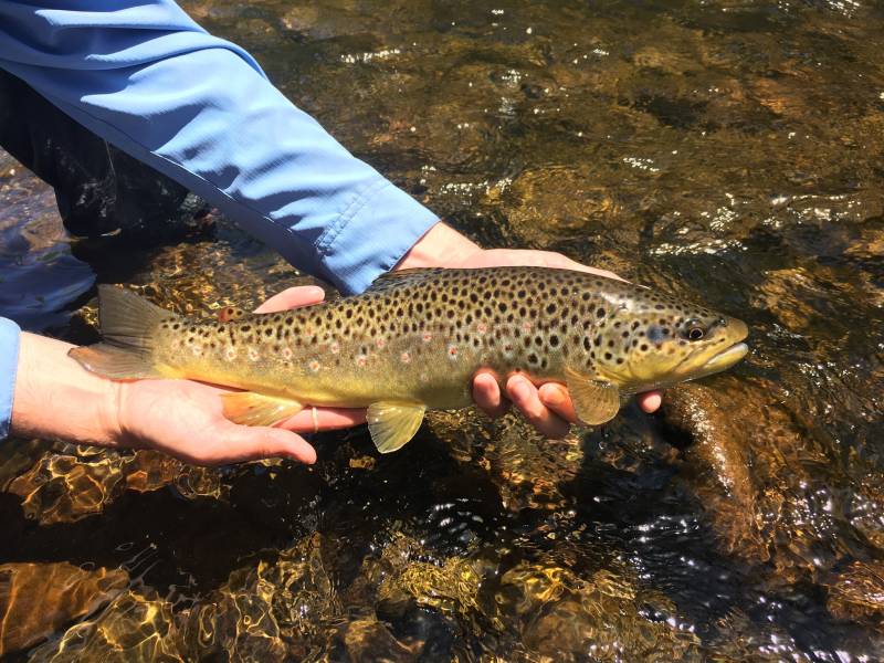 Brown trout in Conejos County