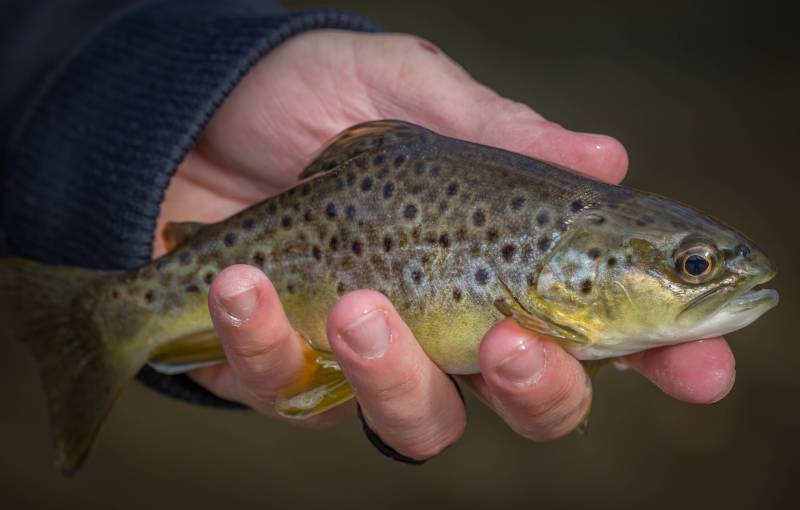 Brown trout in Mars Hill