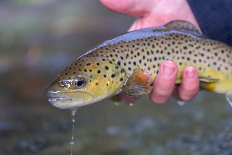 Brown trout in Maggie Valley