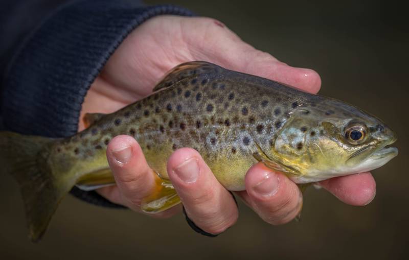 Brown trout in Andrews