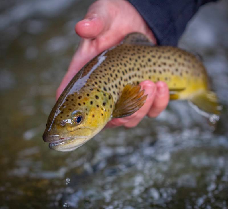 Brown trout in Mars Hill