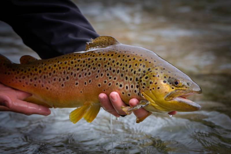 Brown trout in Mars Hill