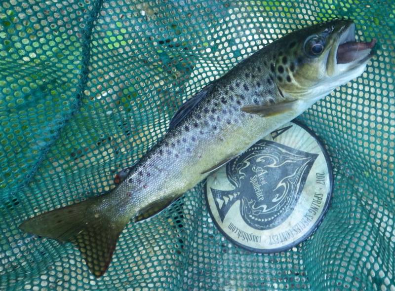 Brown trout in Wisconsin