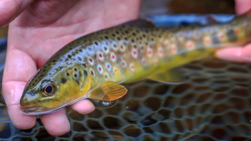Brown trout in Bent Creek