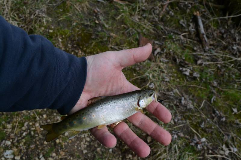 Brown trout in Bellevue