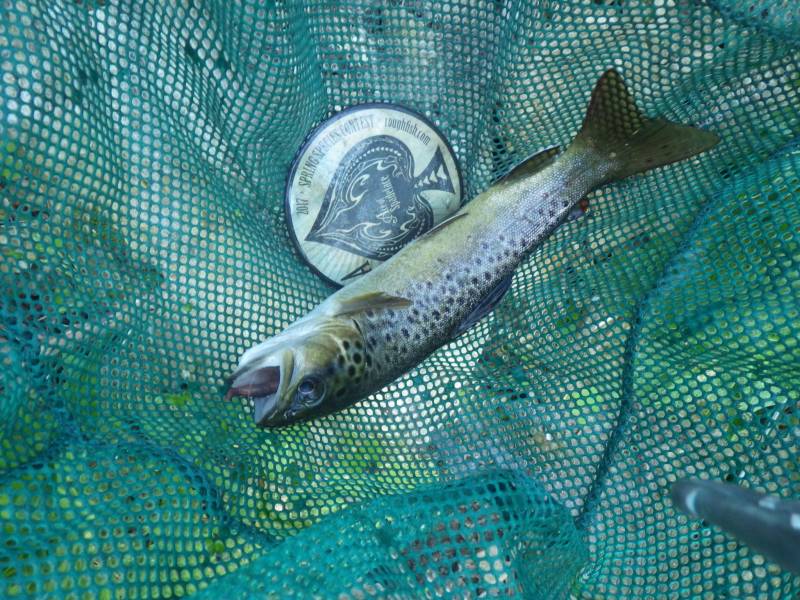 Brown trout in Wisconsin