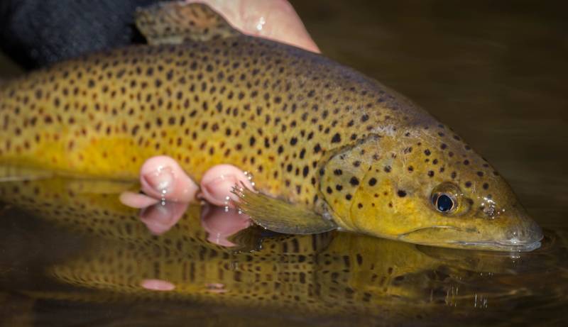 Brown trout in Mars Hill