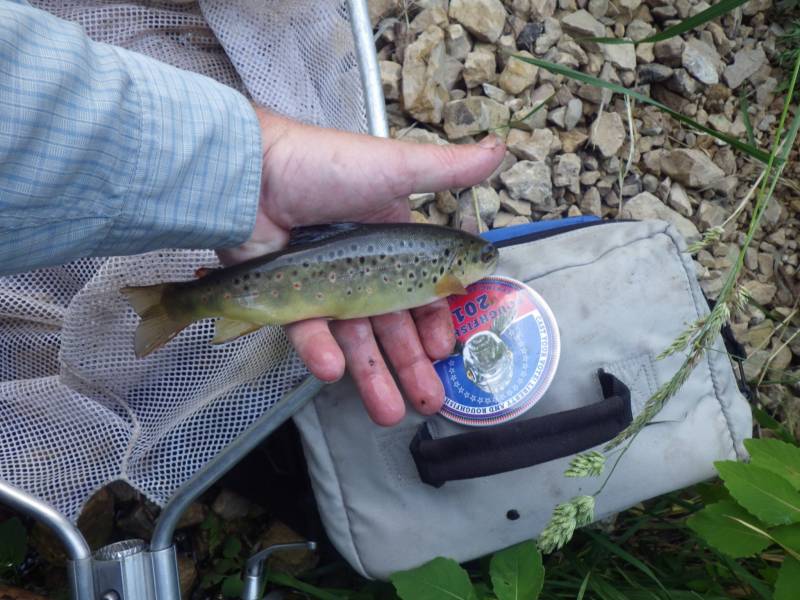 Brown trout in Wisconsin