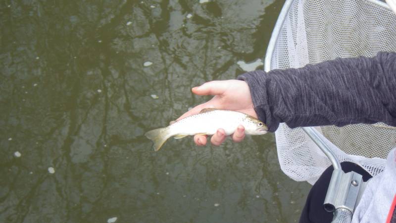 Brown trout in Brookfield