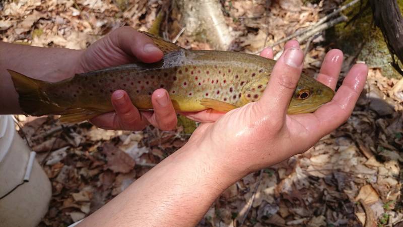 Brown trout in Woodfin
