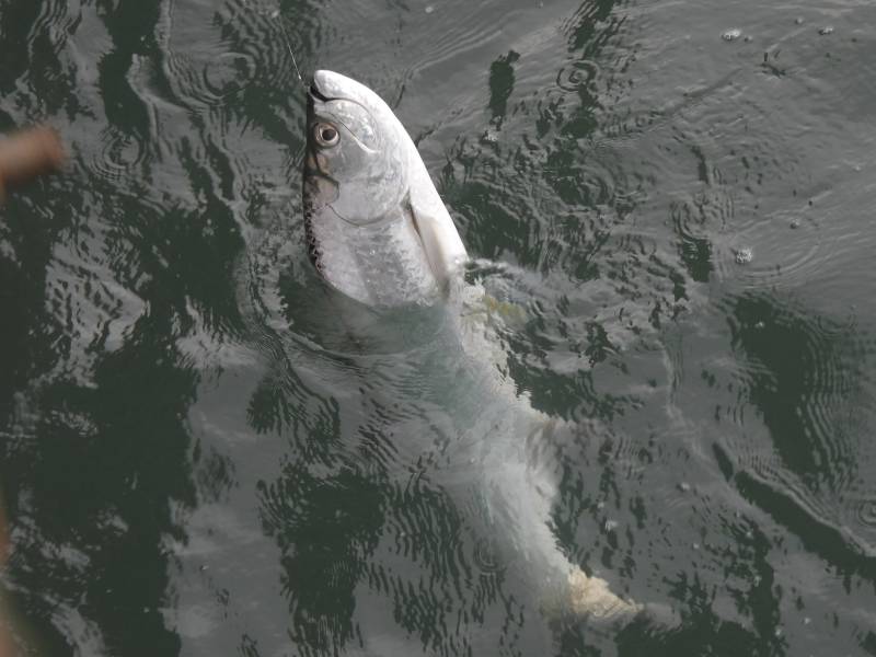 Spinner shark in Lauderhill