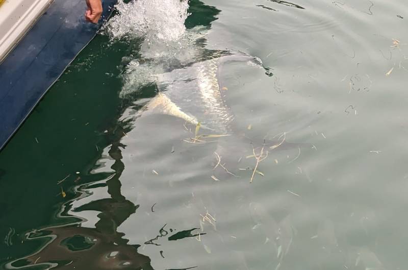 Sturgeon in Florida