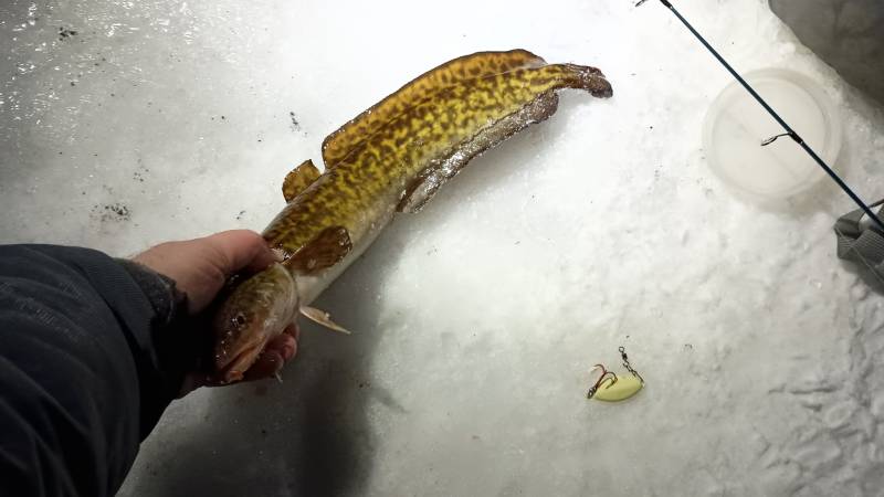 Burbot in Minnesota