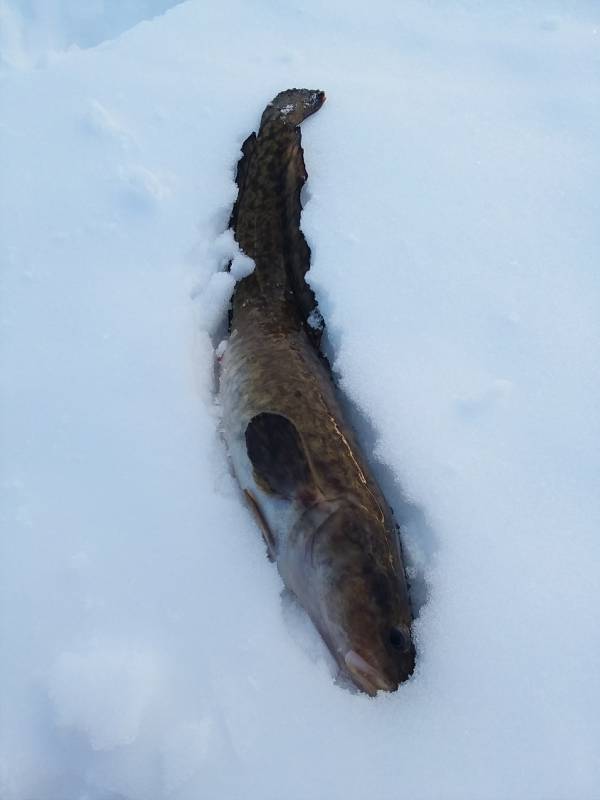 Burbot in Minnesota