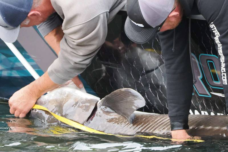 Sturgeon in Snake River