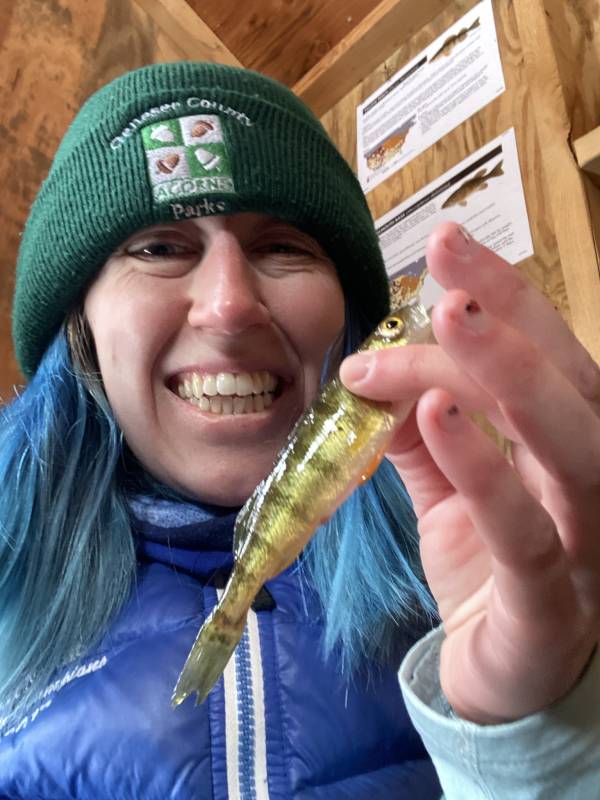 Yellow perch in Minnesota