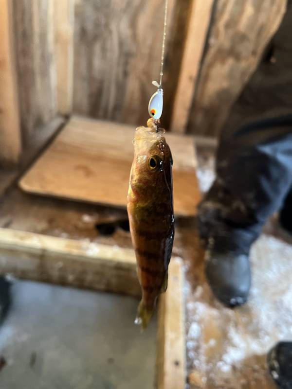 Yellow perch in Minnesota